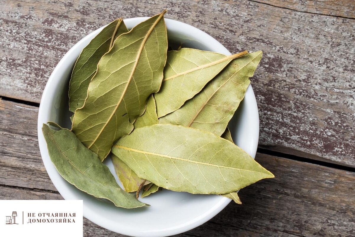 Почему я добавляю в свои блюда лавровый лист?
