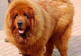 Источник: casa.acasa.ro