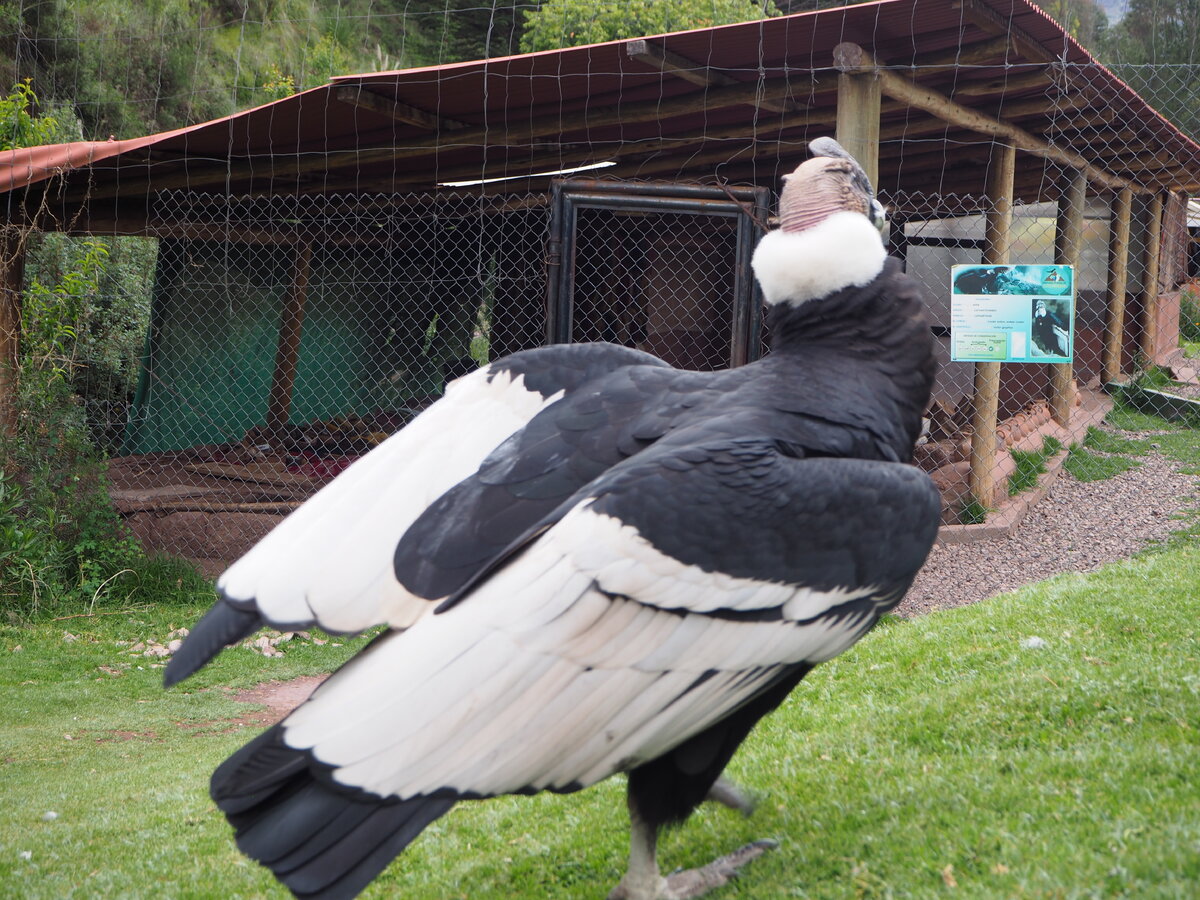 Кондор-один из символов Перу