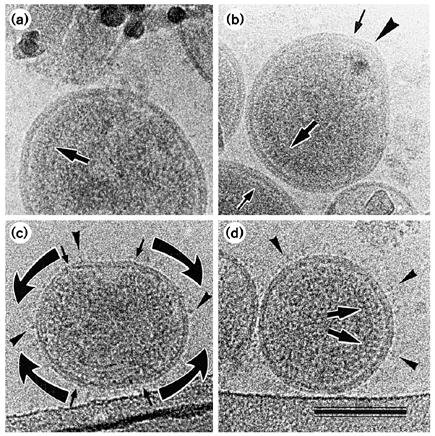 Мне очень нравится эта фотография из статьи "Cryo-electron microscopy reveals ordered domains in the immature HIV-1 particle", опубликованной в журнале Current Biology в 1997. Нравится, потому что здесь под буквами (а) и (b) - вирусоподобные частицы, (c) и (d) - незрелая молекула ВИЧ. Как думаете - легко будет неспециалисту их отличить? 