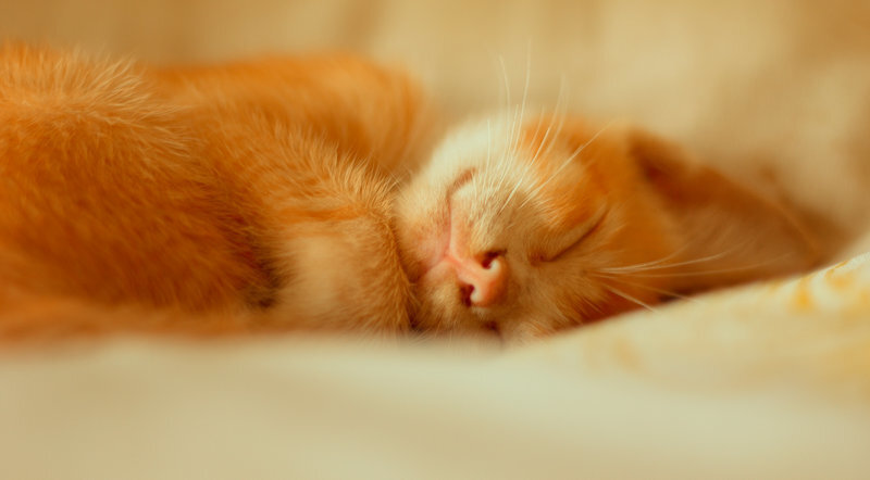 Она ещё спит, натянув одеяло почти до глаз. Её длинные золотистые волосы разбросаны по подушке, такой же белоснежной, как и её кожа. Невозможно не любоваться.