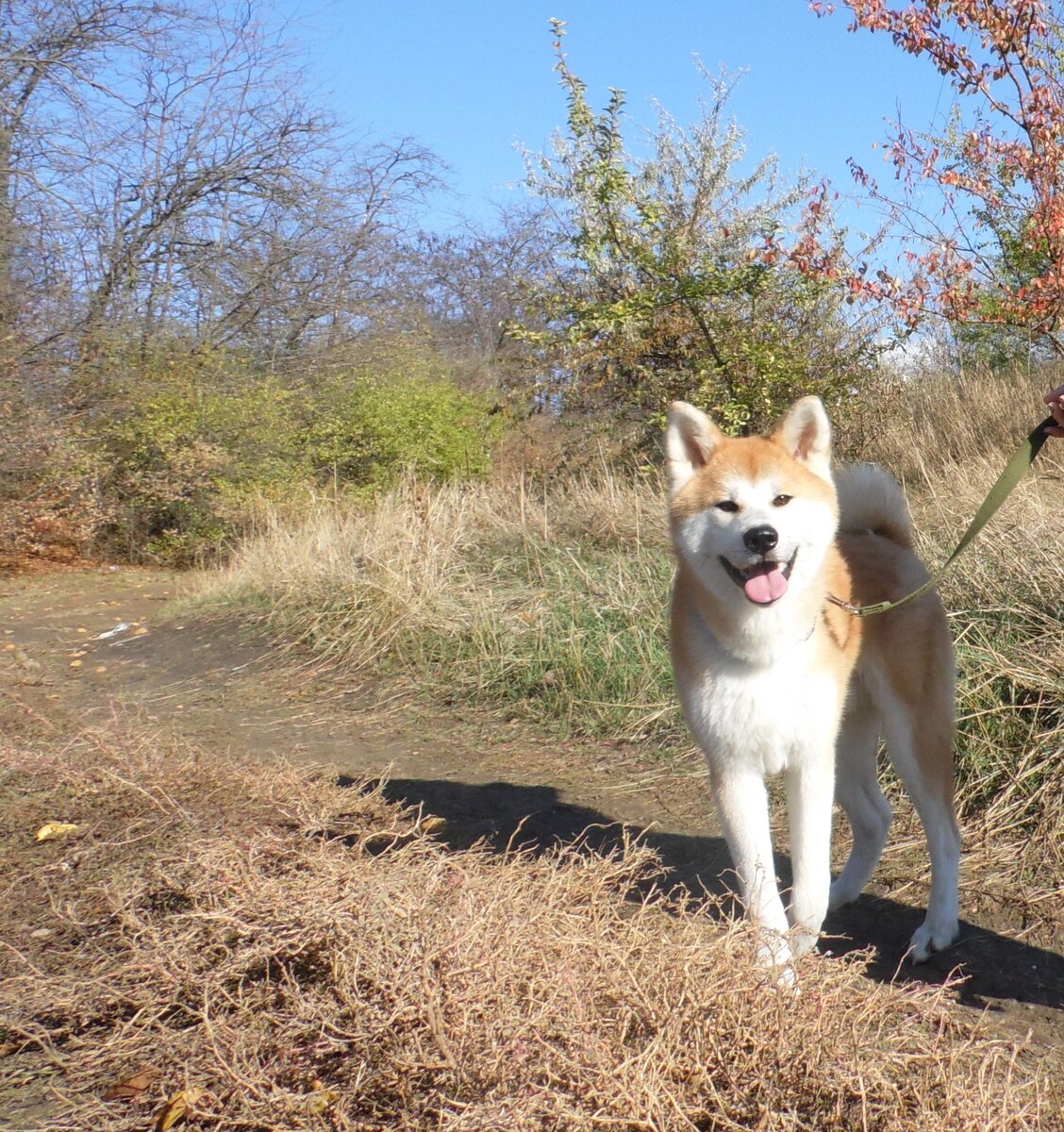 акитенок Тама смеется