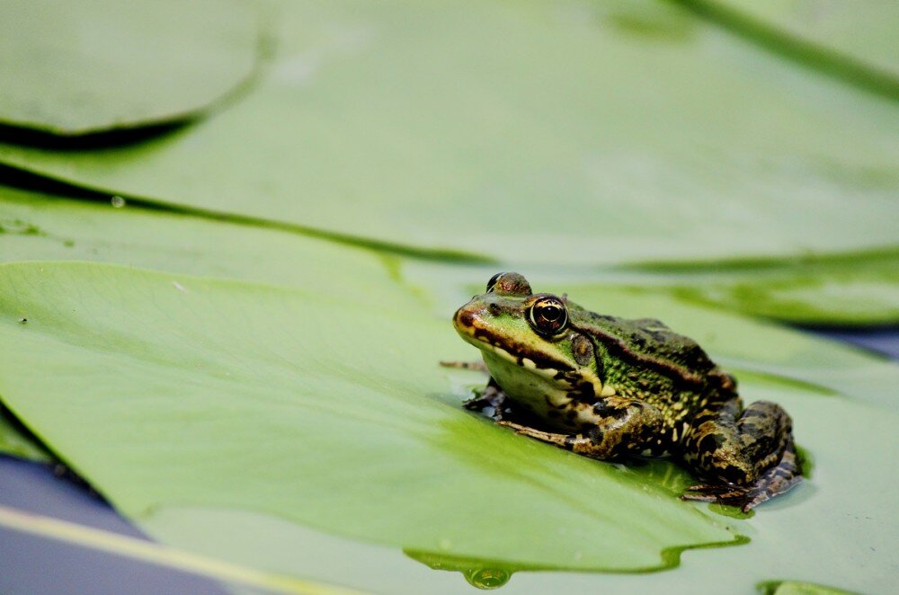 Фото лягушки из интернета.