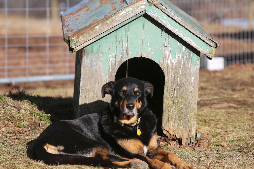 Источник фото: http://kak-izbavitsya-ot.com/wp-content/uploads/2015/01/In-The-Doghouse-1024x683.jpg