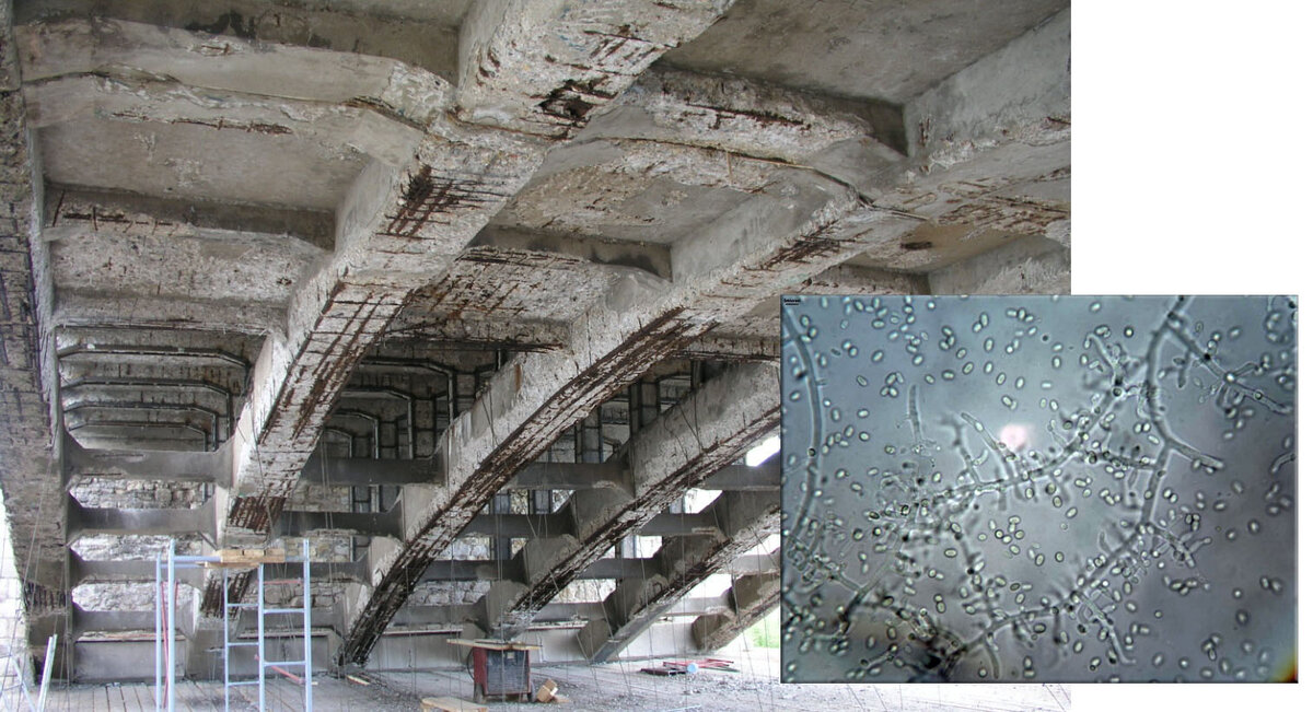 Разрушающийся мост и колония грибка, способного не допустить подобных разрушений.