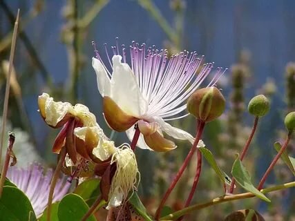 Каперсник -фото из интернета