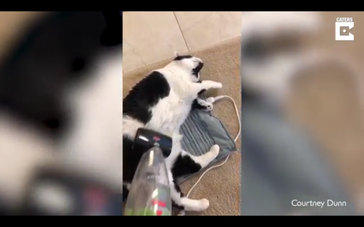 Кадр видео youtube.com/Caters Clips