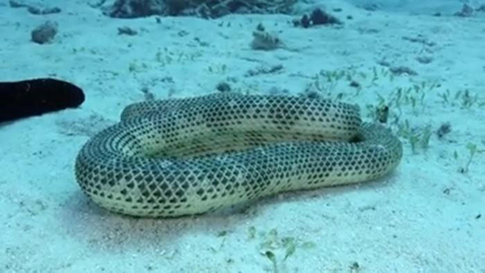 Дюбуа змея. Эскулапов полоз elaphe longissima. Оливковая змея. Змеиная мать. Зеленая мамба (африканский изумрудный гигант).