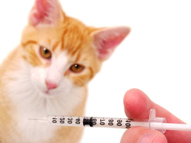 Кальцивироз у котят схема лечения