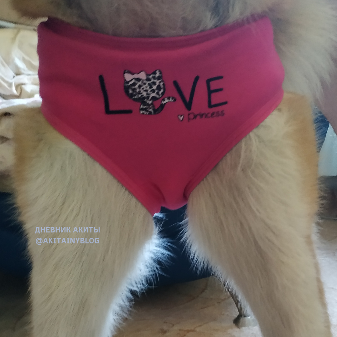 акита Йока в трусишках