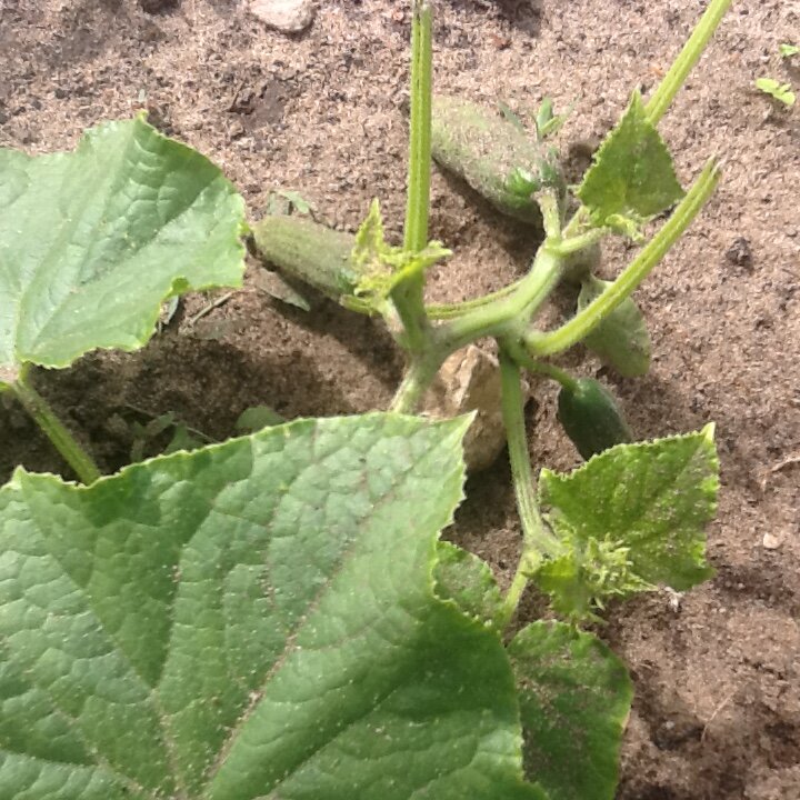 Фото не от 4, немного раньше делала.