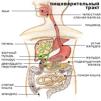 Схема кишечного тракта