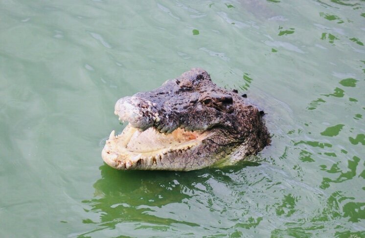 Еда в Таиланде, будьте осторожны, спасли