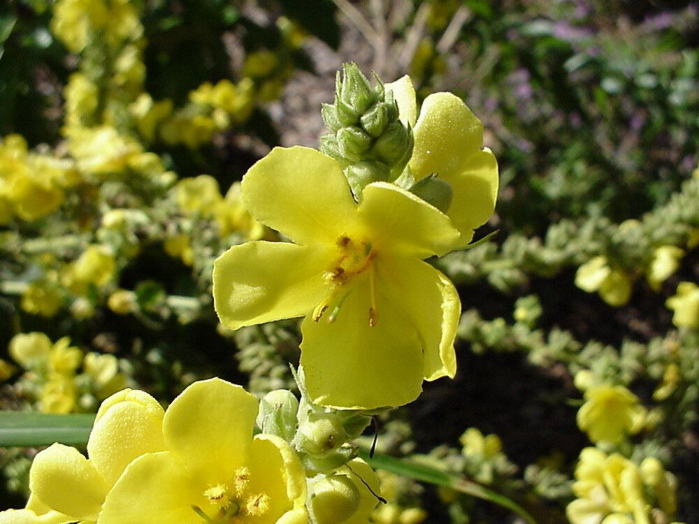 Коровяк Verbascum Honey Dijon