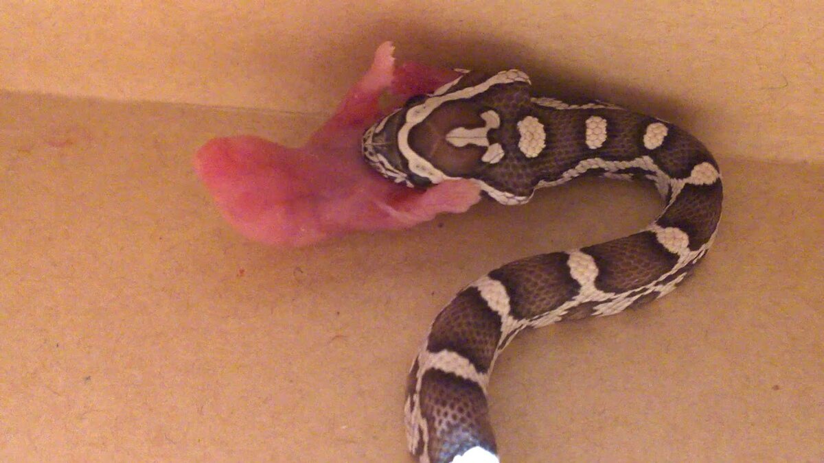 змееныш поедает мышонка