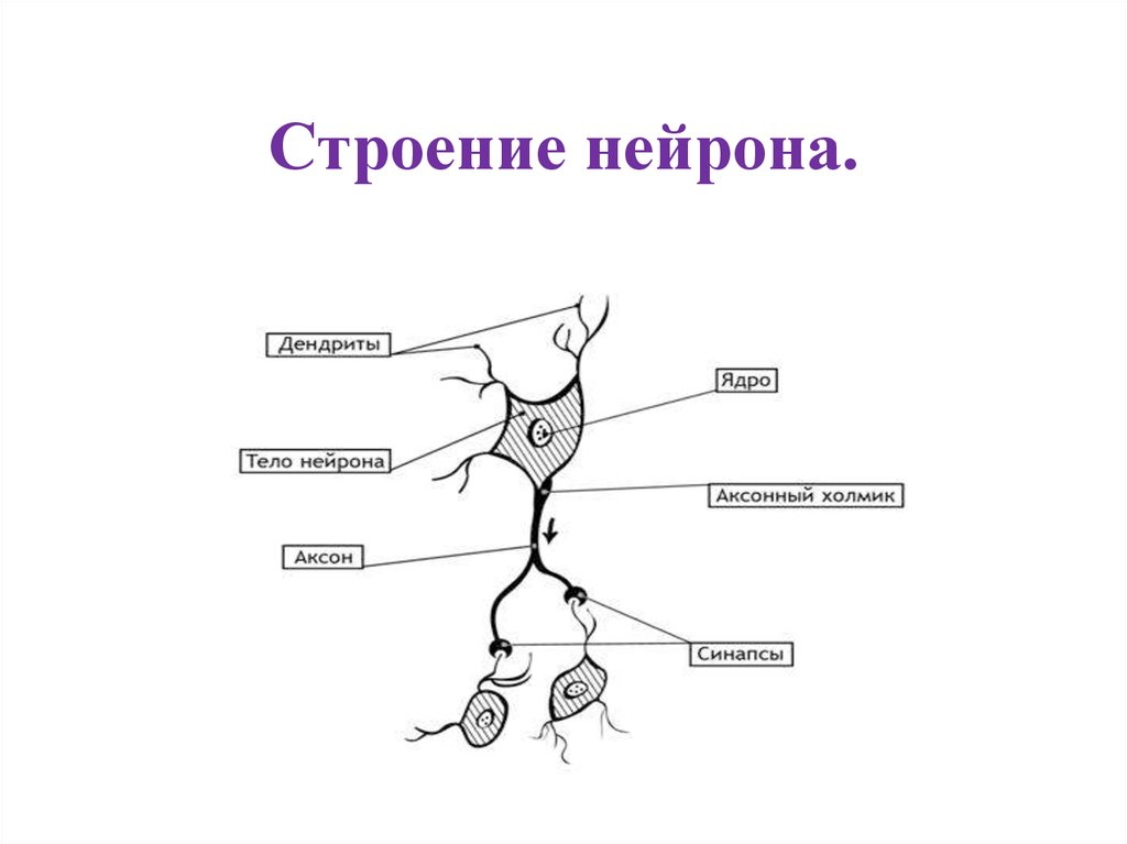 Биология нервные клетки. Схема строения нейрона. Строение нервной клетки 8 класс. Строение нервной клетки 8 класс биология. Строение нейрона биология 8 класс.