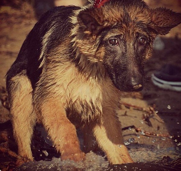 Жучка вымокла до нитки