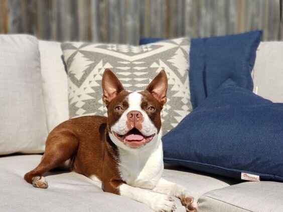 Декоративные уличные подушки из ткани Sunbrella