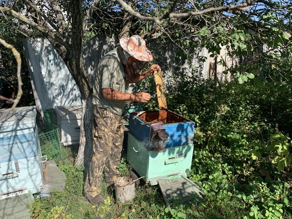 Как собирают мёд. Фоторепортаж с деревенской пасеки