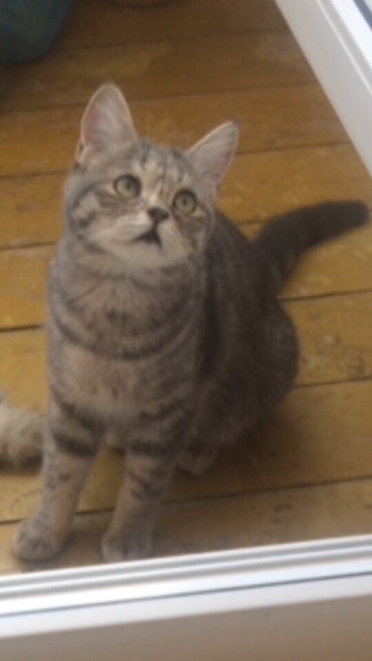 Фотографии предоставлены владелицами котов