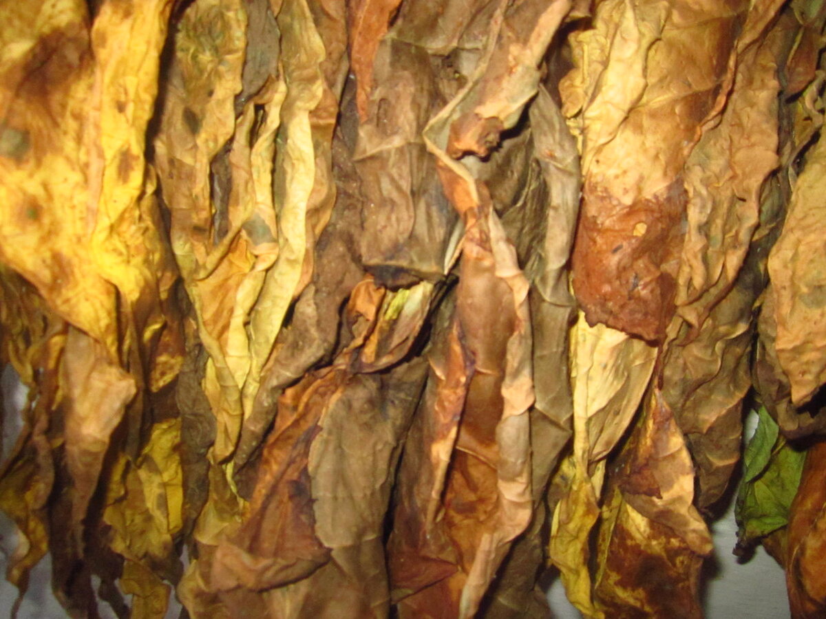 Это табак прошлого урожая доходит до кондиции.