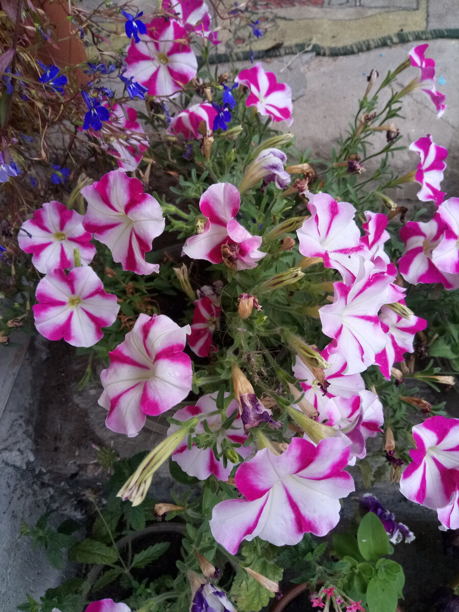 Петуния относится к многолетникам. Но с приходом холодов она не сохраняется на улице. 