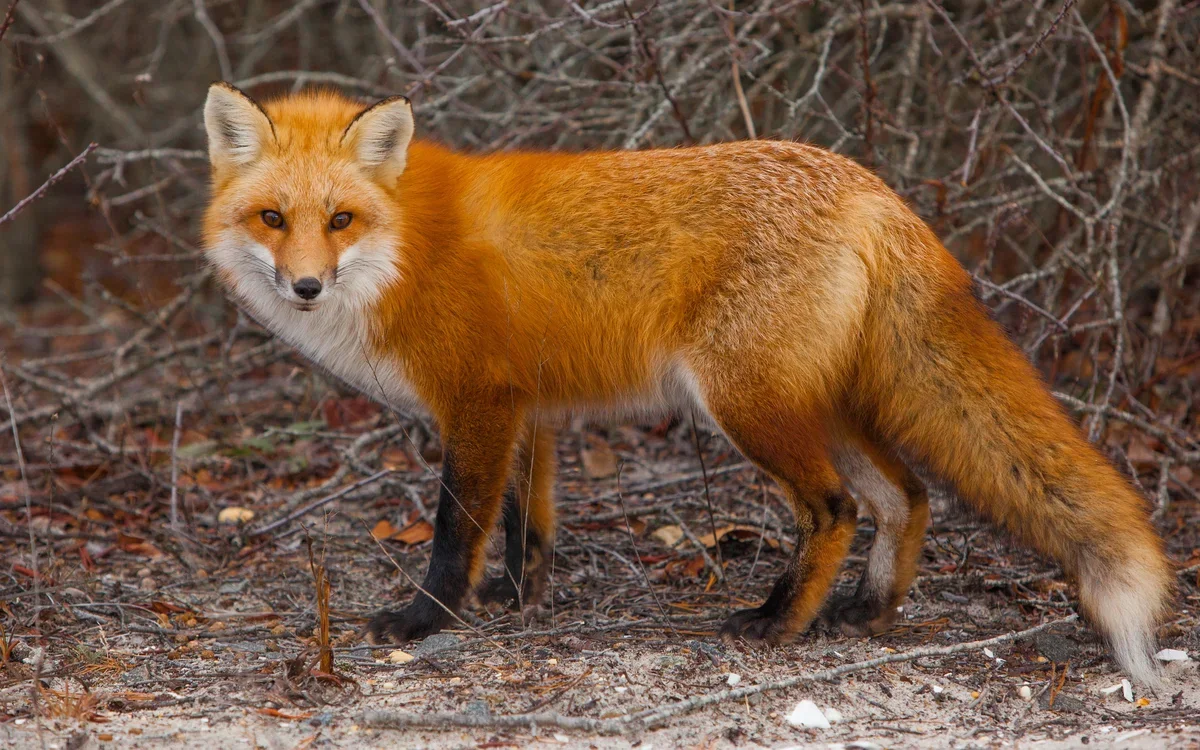 примерно такая,из бесплатных ресурсов интернета