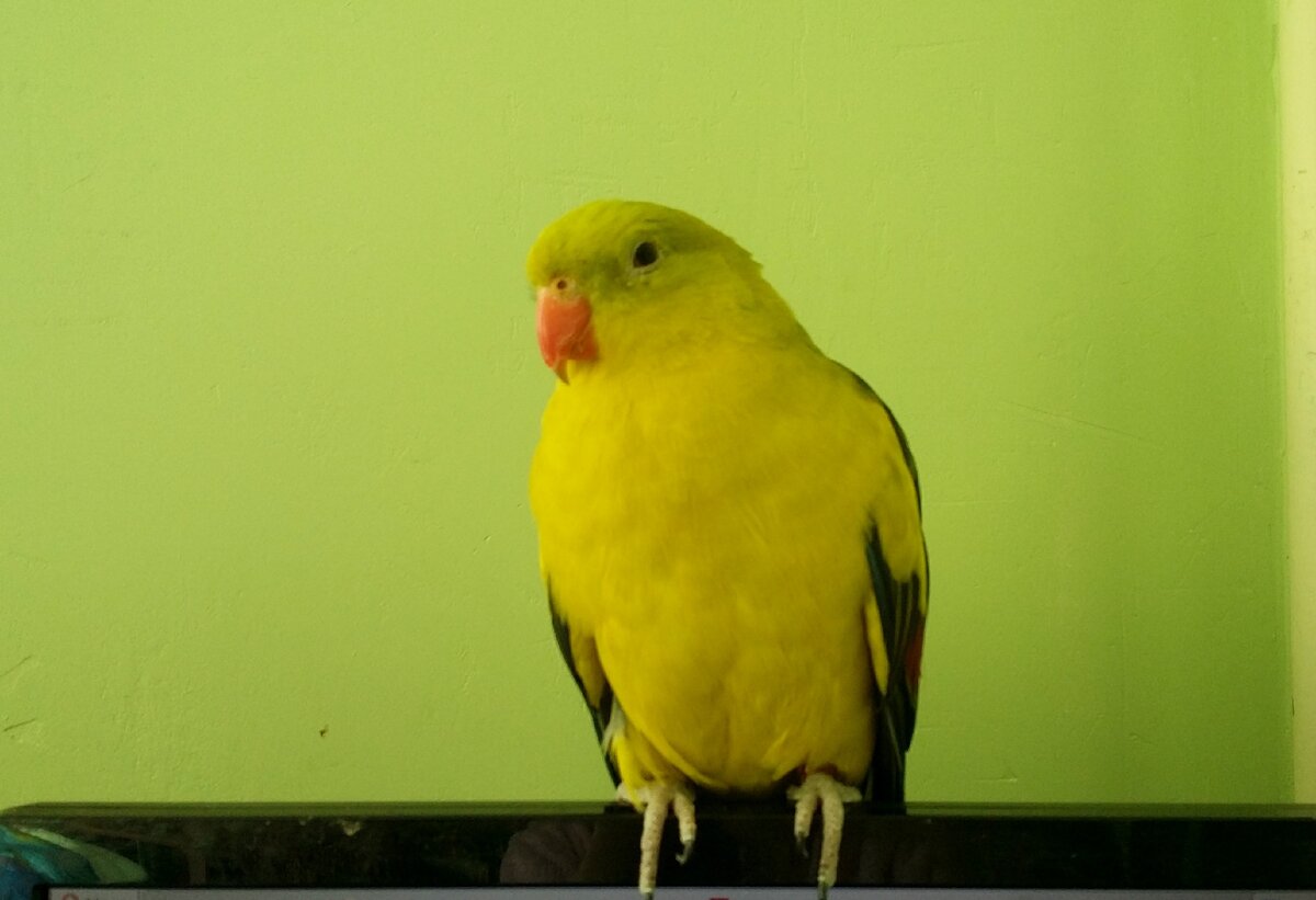 Герой статьи во всей красе)) А вы знаете эту породу?