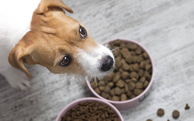 На спонтанные эпизодические проявления пищевой агрессии у щенков вообще не стоит обращать внимания. Фото: thehappypuppysite.com