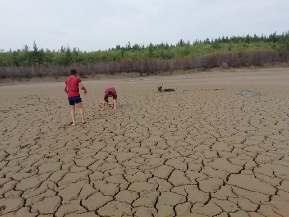 Оленеводы Иенгры спасают утонувшего на старательском участке оленя