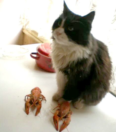 Кот принёс раков!