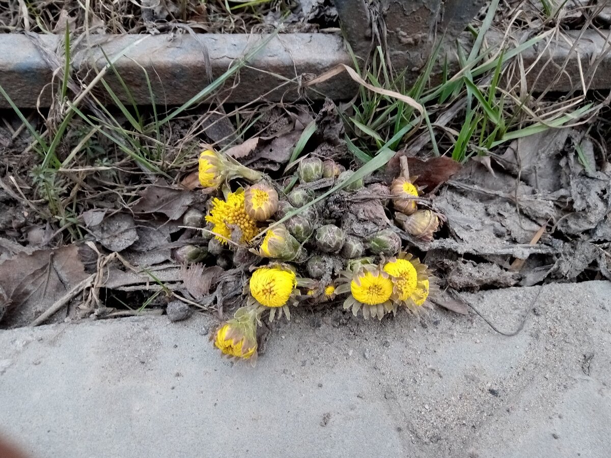 Цветы мать-и-мачехи у поребрика