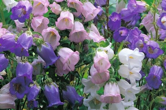 Фото-иллюстрация из открытого доступа