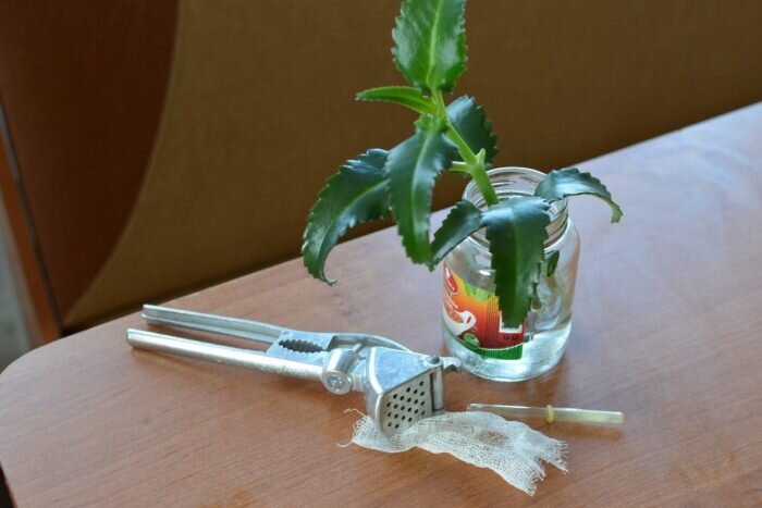 Настойку каланхоэ можно приготовить в домашних условиях