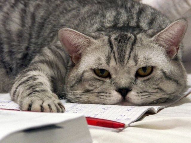 Чем же занять себя?