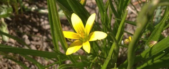 Первоцветы 