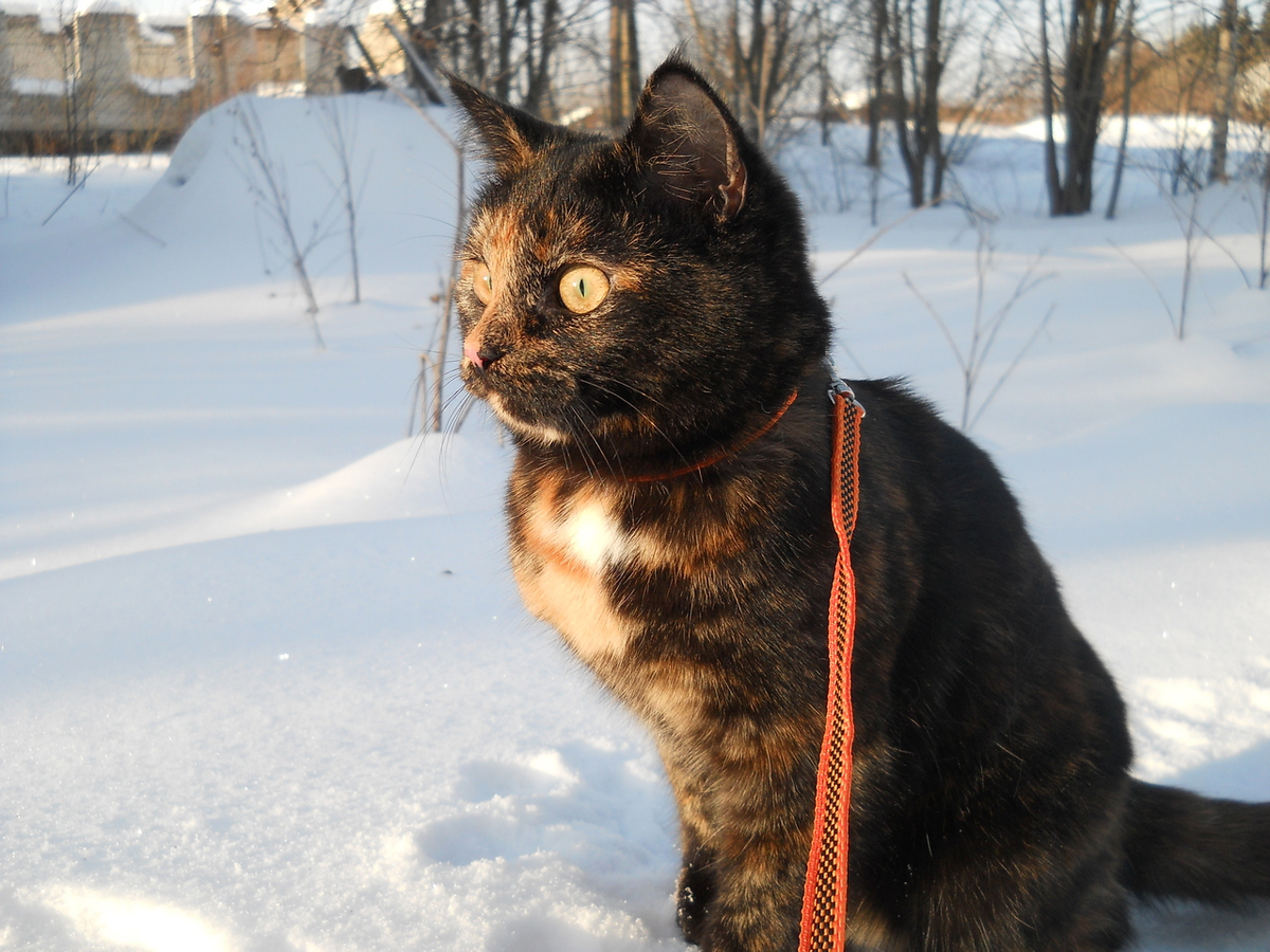 Вот так я познакомилась с зимой