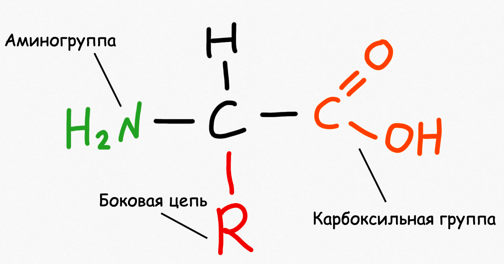 Аминокислота. Такое название происходит от двух ключевых химических групп молекулы  – аминогруппы и карбоксильной (кислотной) группы. Боковая цепь у каждой аминокислоты своя и определяет её химические свойства.