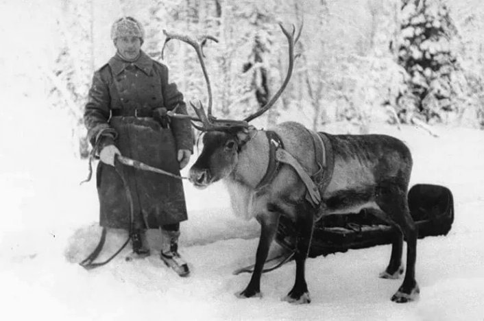 Лоси на войне 1941 1945 фото