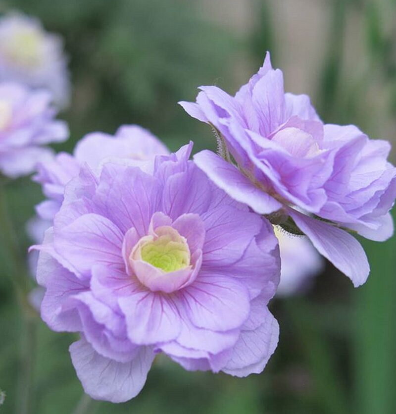 герань луговая 'Summer Skies