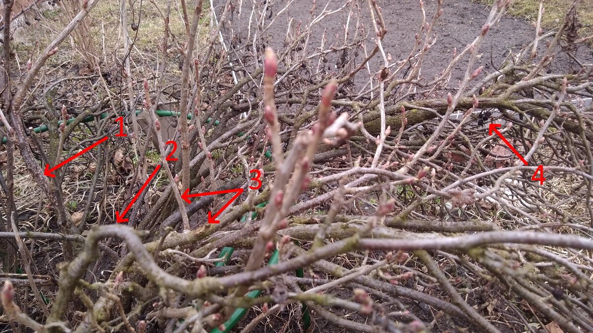 капли на ветках. обломанные ветви. обломанные ветви. обломанное дерево. обломанное дерево.