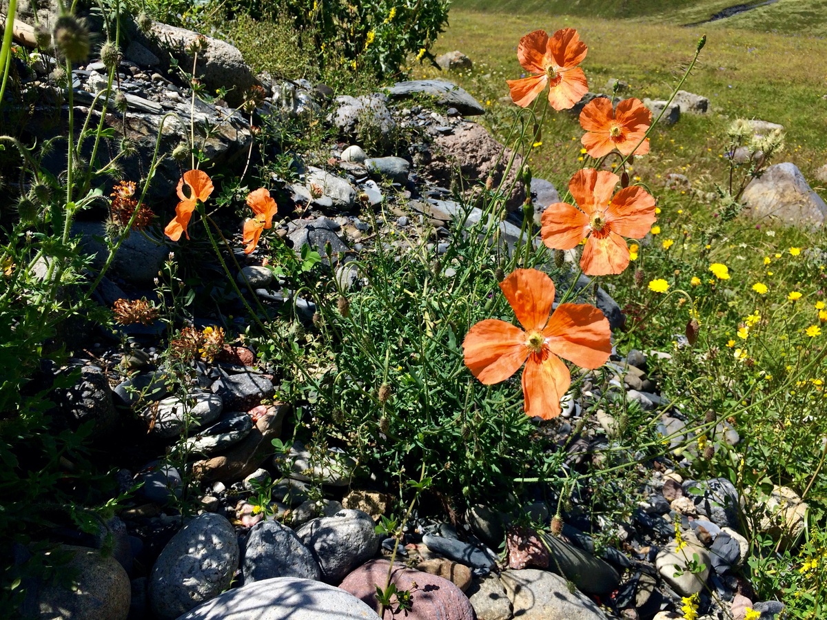 Цветы на камнях.Фото автора.
