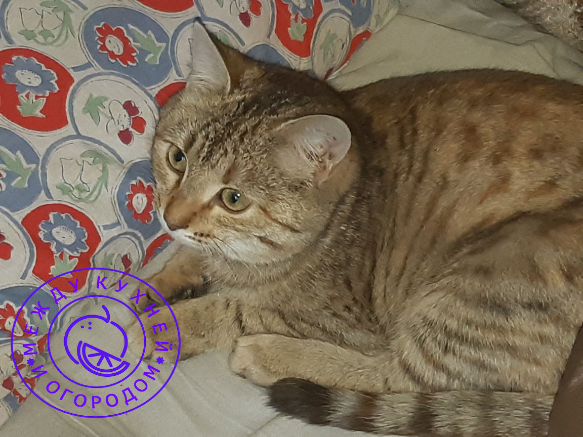 Не забудьте поставить лайк и подписаться на канал!