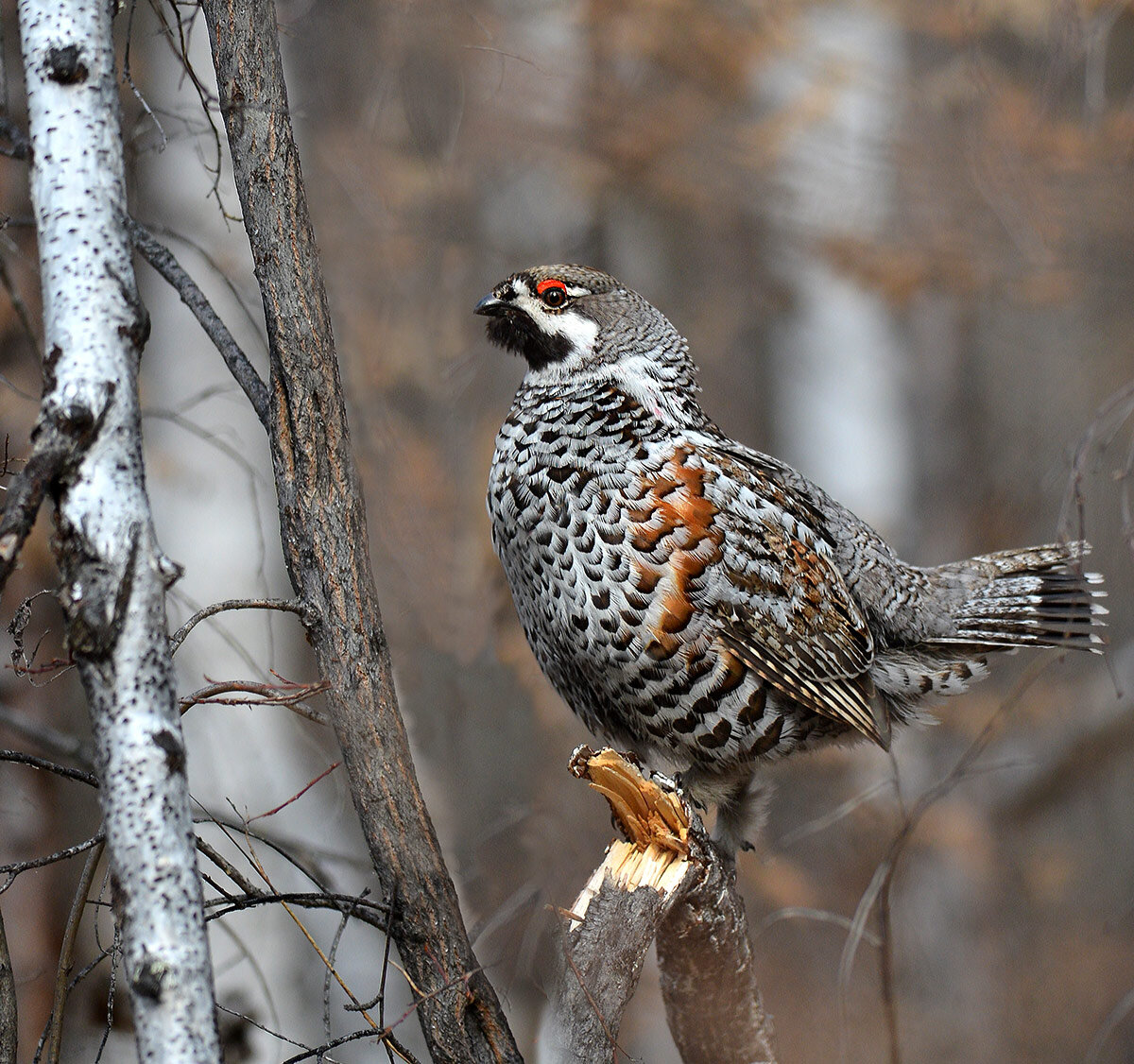 Яндекс картинки 