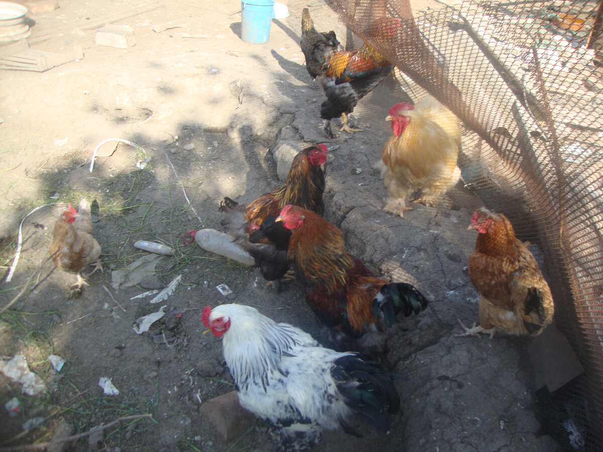 Сначала появились куры ( снимки делал сам сосед, так что извините за качество)