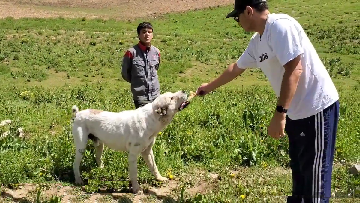 Среднеазиатская овчарка пастух. Саги дахмарда. Таджикская пастушья собака. Таджикский дахмарда.