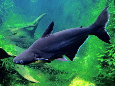 Акулий сом(Пангасиус).Уход и содержание.