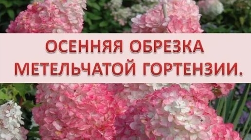 Осенняя обрезка метельчатой гортензии.