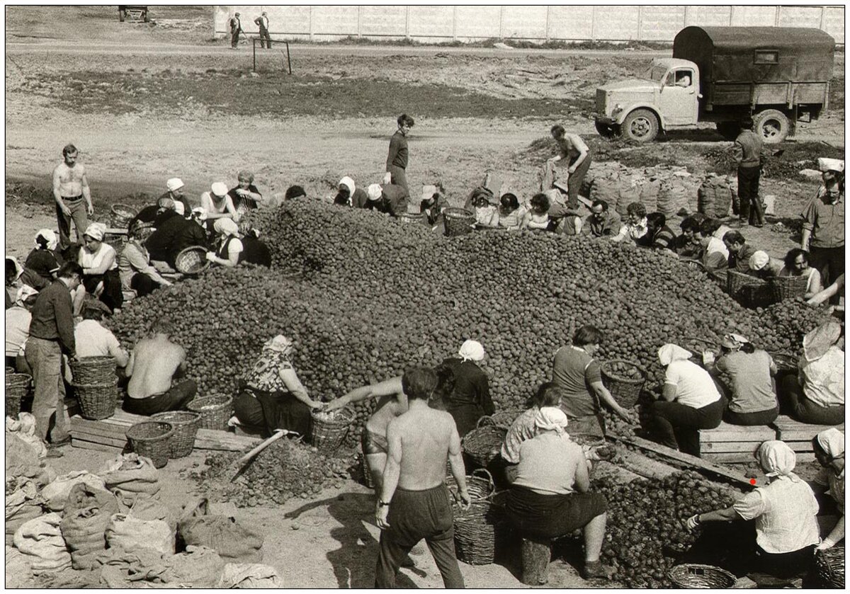 Советская традиция посылать студентов «на картошку» забыта. А вот воспоминания об этих поездках живы.                  