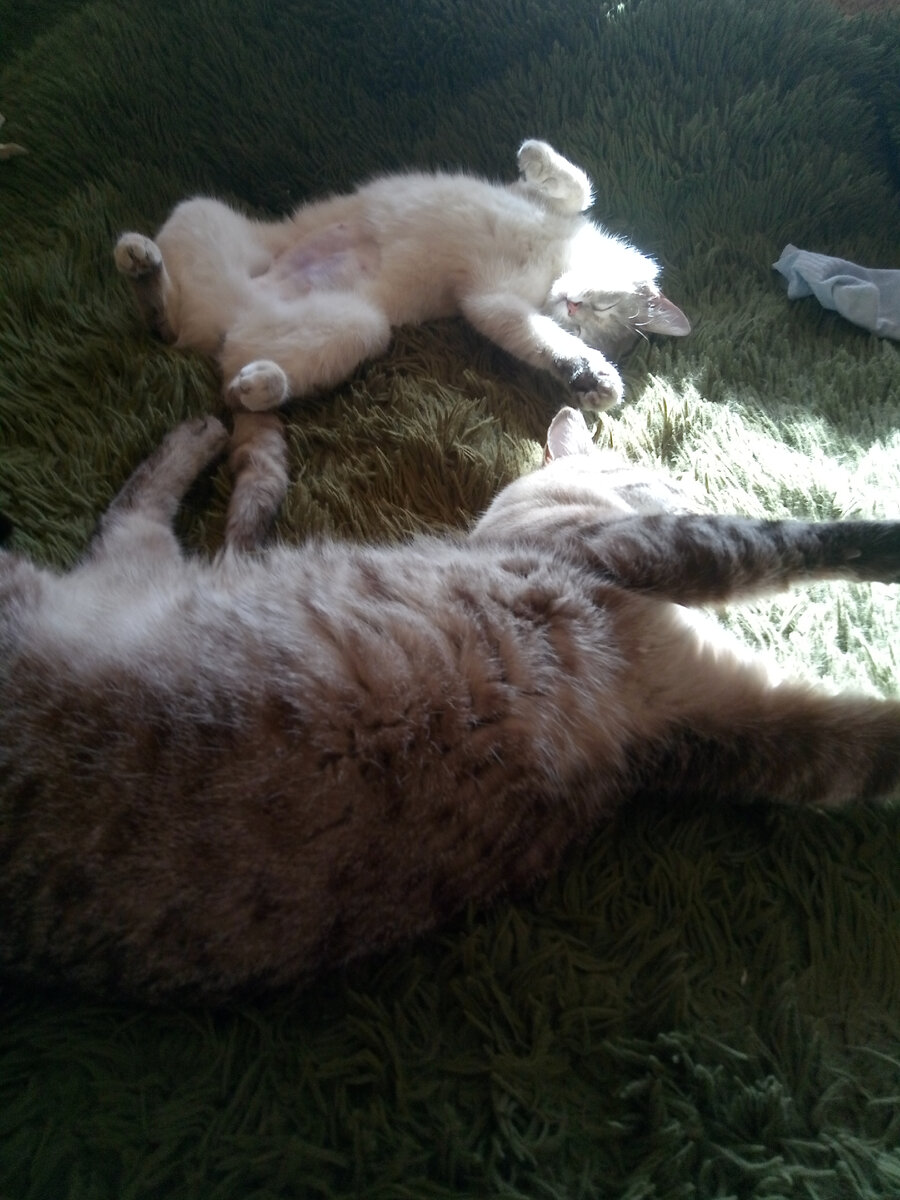 Фото из архива автора. Муся и Гоша изволят почивать